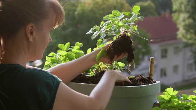 A beautiful medium shot of a young woman gardening on her apartment balcony during a golden sunrise. She carefully holds a green strawberry sprout with soil and roots