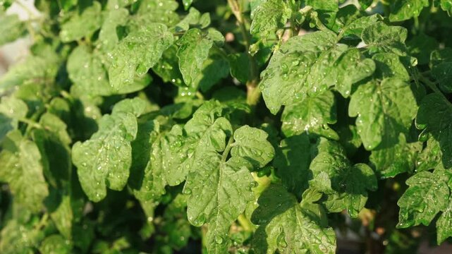 A beautiful macro slow-motion shot of fresh green tomato leaves being watered. Sparkling water drops fall and roll down the textured leaves, illuminated by warm morning sunlight