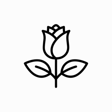 Simple line drawing of a single tulip flower with green leaves isolated