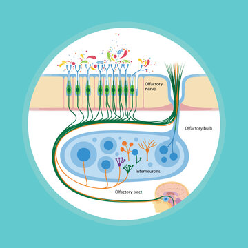 Illustration of human olfactory system showing nerve pathways and bulb structure