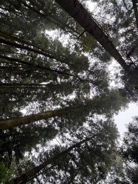 trees in the forest
