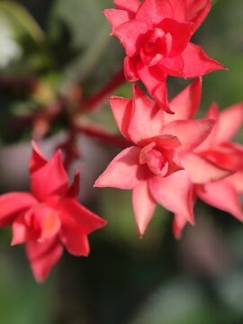 Macro shot of blooming red ixora flowers