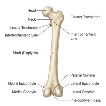 Anterior view of human femur bone labeled anatomical educational diagram