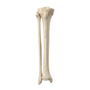 Human tibia and fibula lower leg bones realistic 3D render on white background
