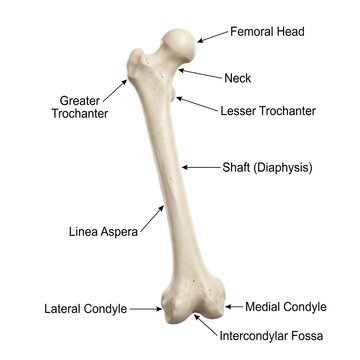 Posterior view labeled anatomical diagram of human femur bone structure