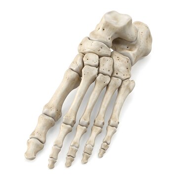 Perspective 3D angle of human foot skeleton bones and tarsal articulation
