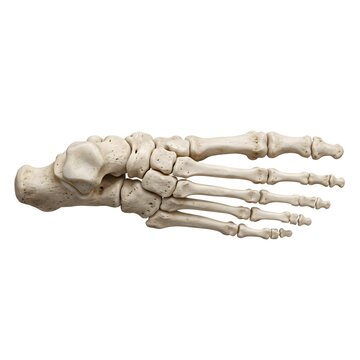 Lateral profile view of human foot skeleton isolated on white background
