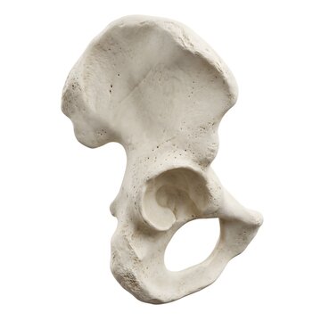 Lateral view of human hip bone os coxae 3D anatomical medical render