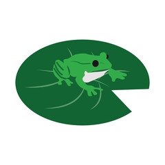 Fototapeta premium Green Frog