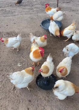 white chicken and yellow chickens