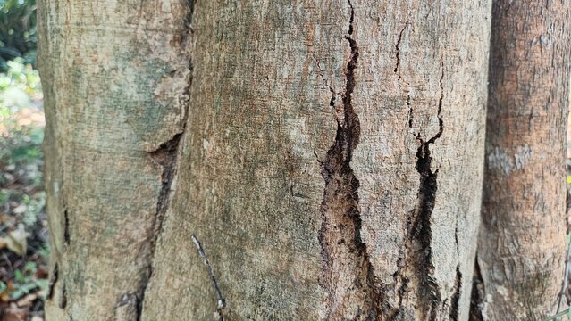 tree bark texture