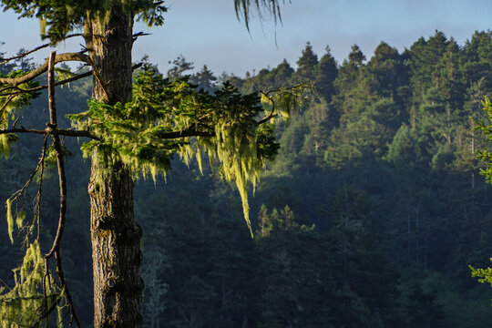 Lichen hanging from tree branches in coastal pine forest