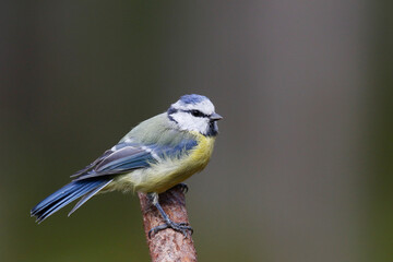 Blue tit © John Sandoy