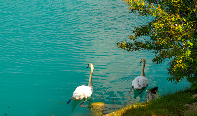 Two elegant white swans swimming near the grassy shore of turquoise Lake Bled, framed by green tree foliage on a sunny day. © YuliiaKettu