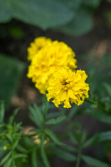Fototapeta premium Yellow flower in the summer garden