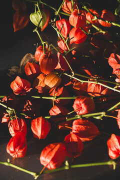physalis
