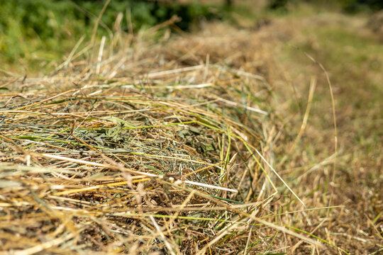 Dry straw in rural areas