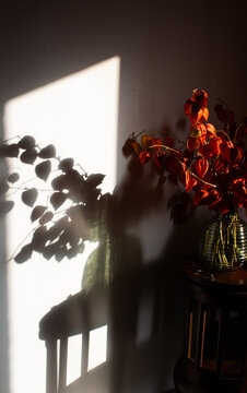 Growing physalis indoors