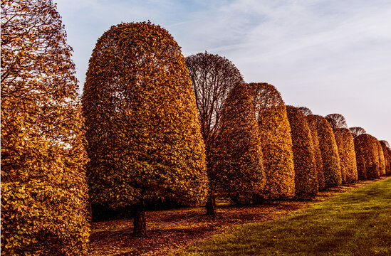  summer time, global warming, tree stress, water stress, leaf fall, dropping leaf, golden leaf, color of nature, tree alignment, nature, landscape