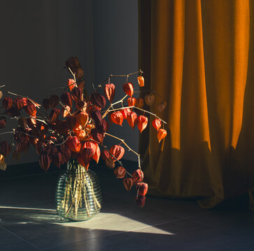 physalis in the room