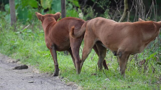 Indian stray dogs mating naturally in a rural village