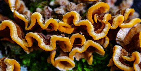 fungus on tree © brooke
