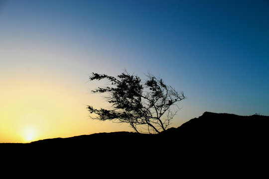 Windswept Tree Silhouetted On A Ridge At Sunset