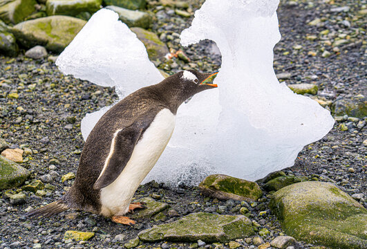 Antarctica, a Papua penguin (Pygoscelis papua) with a bright orange beak  is drinking from a block of ice.