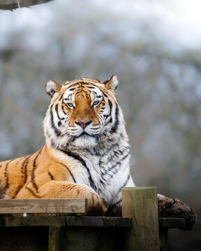 An Amur Tiger sitting on a platform looking directly at the camera