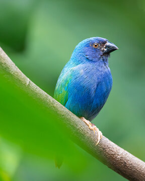 A Tricolored parrotfinch sitting on a branch, against a green background.
