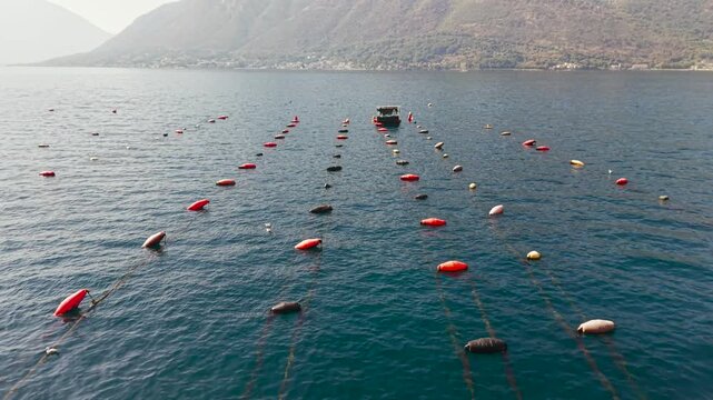 Oyster farm in the Bay of Kotor, Montenegro, with floating buoys and a small boat surrounded by scenic Adriatic mountains and coastal villages