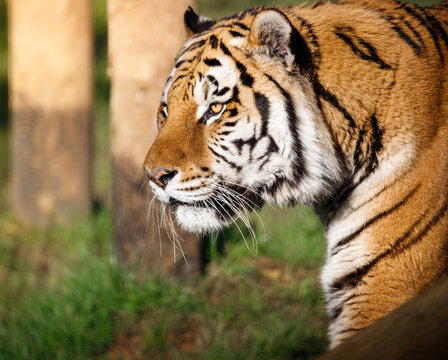 An Amur Tiger on the prowl