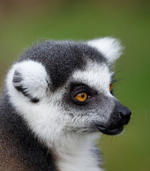 A Ring tailed lemur in portrait © Mark