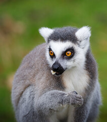 Fototapeta premium A Ring tailed lemur looking suprised