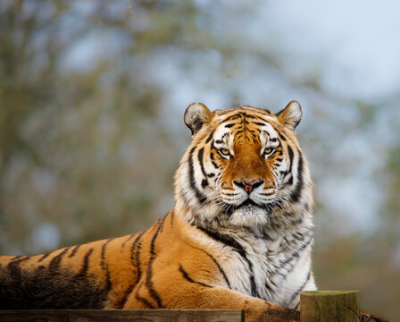 An Amur Tiger sitting on a platform looking directly at the camera