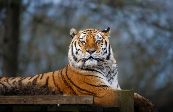 An Amur Tiger sitting on a platform looking directly at the camera
