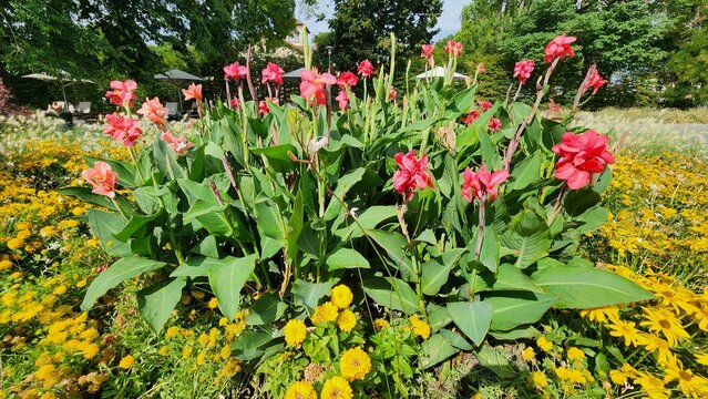 Budapest, Hungary - Margaret Island Vibrant Garden Scene With Tall Green Plants Bearing Bright Pink Flowers Surrounded By Yellow Blossoms And Lush Trees Under Clear Sunny Sky. 