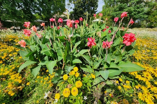 Budapest, Hungary - Margaret Island Colorful Garden Scene With Tall Green Canna Plants Bearing Bright Pink Flowers Surrounded By Yellow Blossoms And Lush Trees Under Clear Daylight. 