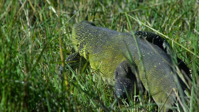 Large monitor lizard camouflaged in tall green grass during daytime
