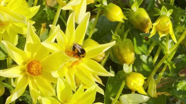 A fuzzy bumblebee collects nectar on bright yellow dahlia flowers. It works in a sunny green garden. This lively scene creates a cheerful, joyful feeling.