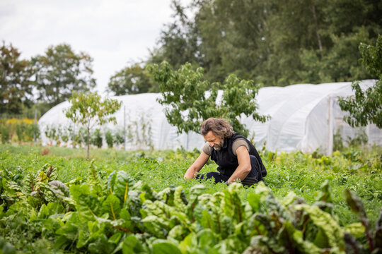 Mature Organic Farmer Carefully Maintaining Vegetable Crops