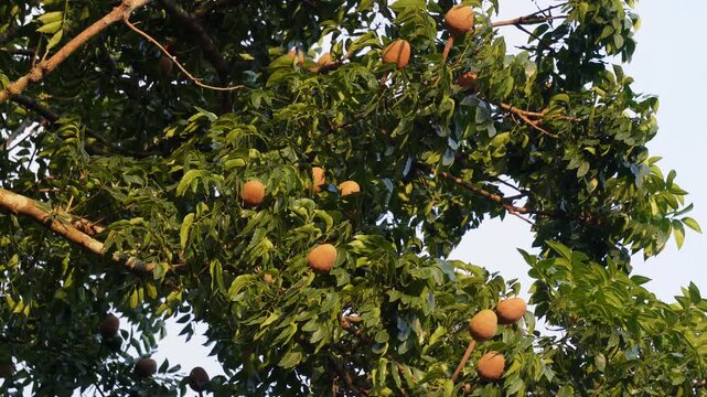 Mahogany leaves with rounded brown seed pods in nature