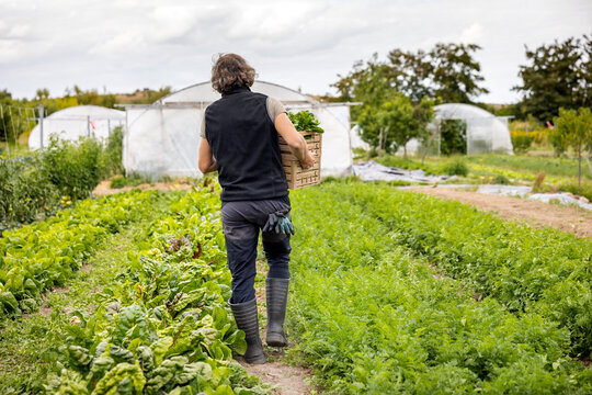 Sustainable Farmer Carrying Freshly Harvested Vegetables