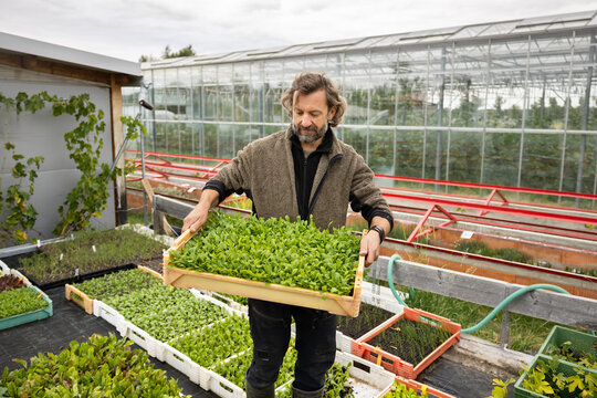 Mature Farmer Carrying Healthy Seedlings and Young Crops in a Box