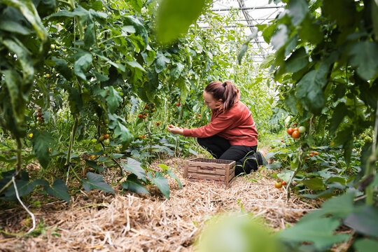 Female Farm Worker Harvesting Organic Greenhouse Tomatoes