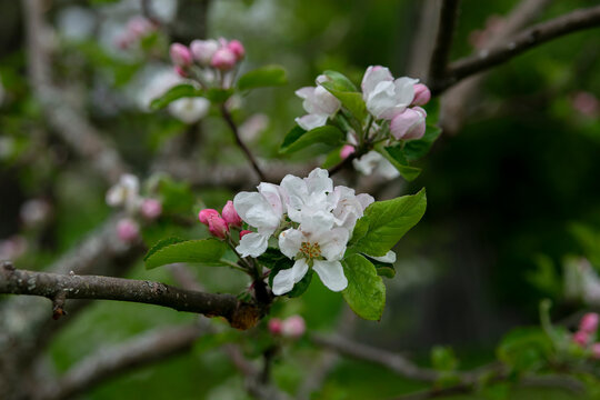 apple tree blossom