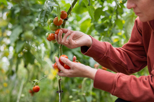 Female Farm Worker Carefully Harvesting Ripe Cherry Tomatoes