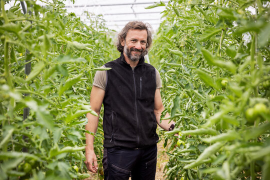 Portrait of Greenhouse Farmer Standing Among Thriving Tomato Plants