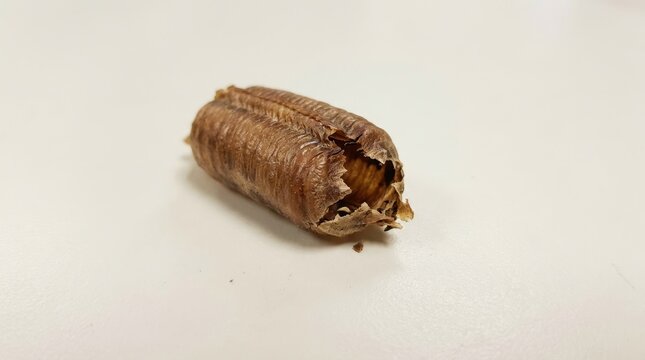 Empty cockroach ootheca on a white surface. Macro shot of an insect egg case