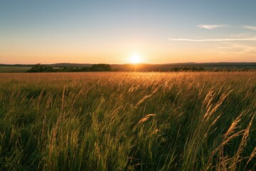 Fototapeta premium Expansive Meadow of Tall Grass Under a Clear Blue Sky
